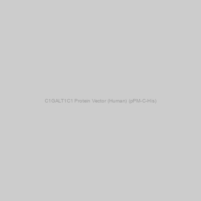 C1GALT1C1 Protein Vector (Human) (pPM-C-His)